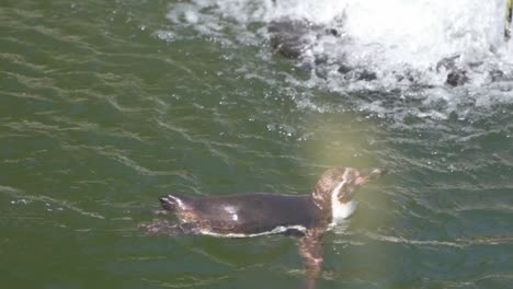 Kamerafahrt-Einer-Gefährdeten-Art-Humboldt-Pinguin,-Spheniscus-Humboldti,-Der-Bei-Tageslicht-Im-Wasserteich-Im-Zoo-Planckendael,-Belgien,-Schwimmt