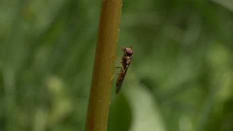 Hoverfly-On-Stem-Of-Plant-Moving-Its-Front-Legs