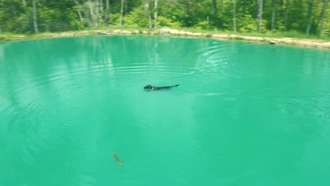 4K-aerial-pan-of-large-dog-swimming-in-blue-lake-to-retrieve-a-stick