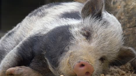 Sweet-hairy-pig-sleeping-outdoors-in-nature-during-sunlight,close-up