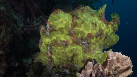 Riesiger-Gelber-Anglerfisch,-Der-Auf-Einem-Schwamm-Am-Tropischen-Korallenriff-Sitzt