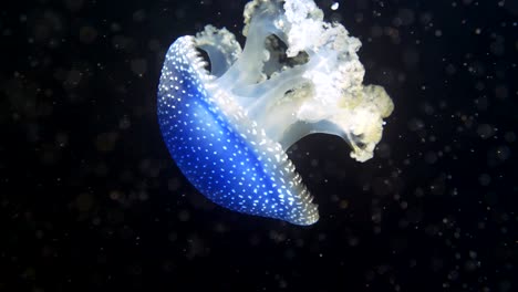 White-spotted-jellyfish-in-motion-in-deep-dark-ocean-lighting-by-divers-light,-close-up-shot