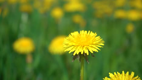 Yellow-Dandelion-Flower-Against-a-Yellow-green-Bokeh