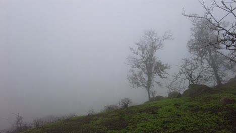lachay-hills,-peru,-coastal-wetland,-foggy-ecosistem