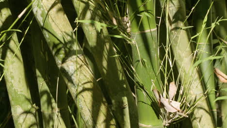 Natürliche-Grüne-Bambusstruktur-Mit-Wehenden-Blättern