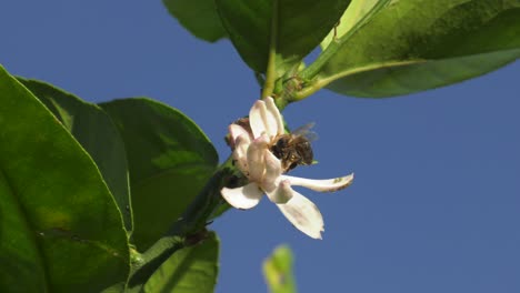 Honey-bee-on-white-lemon-blossom-with-green-leaves-against-blue-sky,-macro-slow-motion