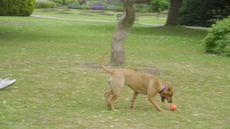 Slow-mo-of-dog-playing-fetch-in-Sheffield-Botanical-Gardens,-England