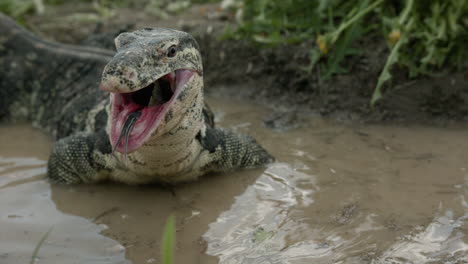 Giant-lizard-asian-water-monitor-slow-motion-in-water