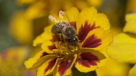 Wild-Bee-in-Yellow-Flower-working-on-blossom-during-summer,macro-close-up
