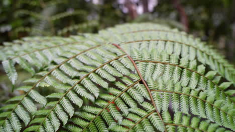 Close-up-of-deep-green-fern-plants-growing-in-subtropical-amazon-rainforest,4K---Prores-shot-in-wilderness-of-Ecuador