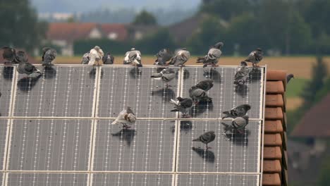 Group-of-pigeons-sitting-on-rooftop-of-house-covered-with-sustainable-solar-panel-cells,static
