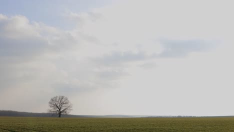 Panoramic-View-Of-Green-Farm-Fields-With-A-Single-Lone-Native-Tree-Standing-In-The-Middle-Of-The-Field---wide-angle-shot