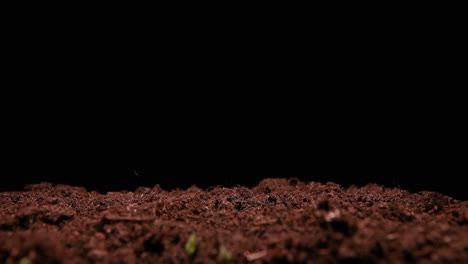 TIME-LAPSE---Peas-sprouting-in-soil,-studio,-black-background,-wide-shot