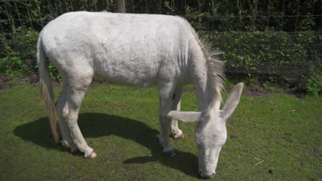 A-white-donkey-grazing-short-green-grass-in-its-pasture