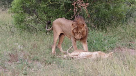 Der-Afrikanische-Löwenmännchen-Steht-Majestätisch-Neben-Seinem-Partner-In-Der-Savanne