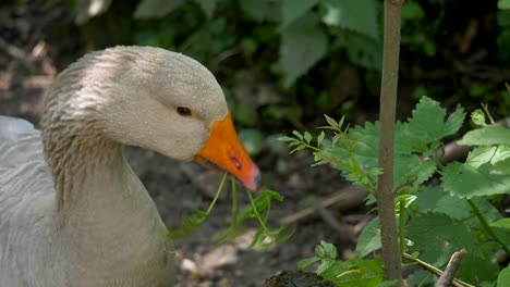 Macro-shot-showing-wild-goose-eating-plant-in-forest-during-sunny-day