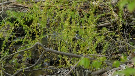 Wunderschöner-Kastanienbrauner-Warbler-Vogel,-Der-Im-Kanadischen-Nationalpark-Signiert,-Fluss-Mit-Frischem,-Sauberem-Wasser-Im-Hintergrund