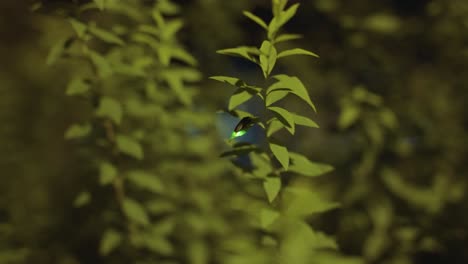 Luciola-cruciata,-Japanese-"Genji-Botaru"-firefly-at-night-glowing-and-flying-away