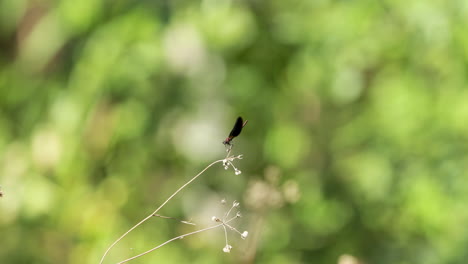 Damselfly-Auf-Einem-Winzigen-Blütenstiel,-Der-Davonfliegt,-Mit-Verschwommener-Grüner-Natur-Im-Hintergrund