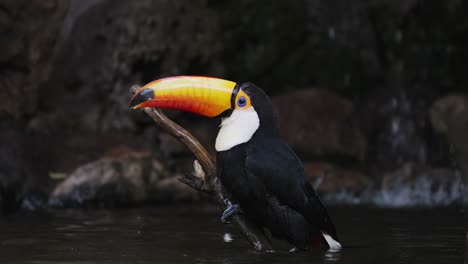 Close-up-shot-of-Toco-Toucan-slipped-on-wooden-branch-and-falling-into-water-of-river