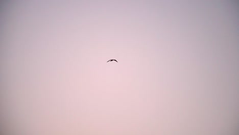 Pájaro-Volando-Durante-La-Puesta-De-Sol-Con-Un-Cielo-Despejado-De-Fondo