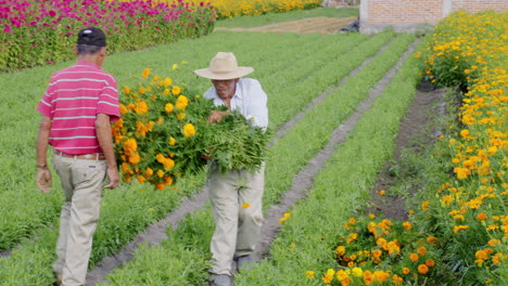 Ein-Traditioneller-Mexikanischer-Blumenbauer,-Der-Ein-Bündel-Ringelblumenblüten-Trägt