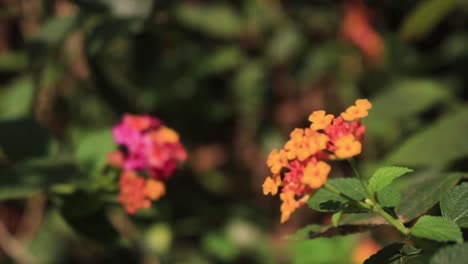 Close-up-of-several-Lantana-flowers-plants