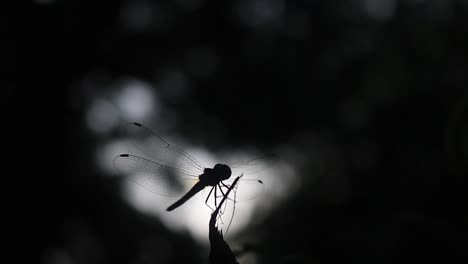 Silhouette-of-majestic-dragonfly-on-tree-branch,-close-up-view