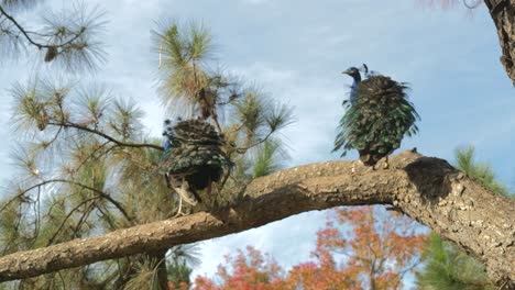 Two-peacocks-on-a-tree-branch-in-a-Japanese-garden-Auburn,-Sydney