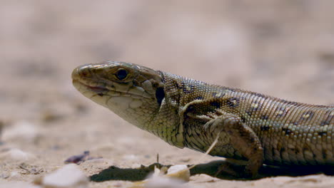Macro-shot-of-wild-reptile-lizard-resting-on-dry-ground-during-hot-summer-day-in-wilderness