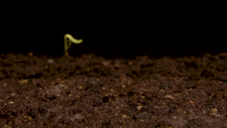 TIME-LAPSE---Sunflowers-sprouting-from-soil,-studio,-black-background,-zoom-out