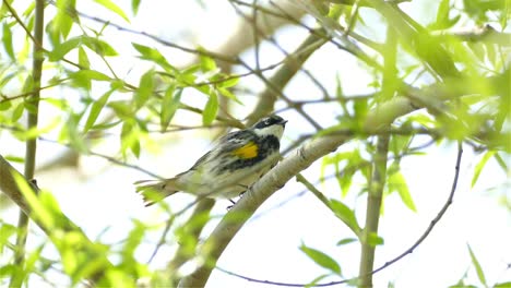 Yellow-rumped-warbler-on-a-branch-in-the-Canadian-woods