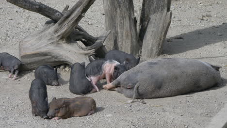 Cute-newborn-piglets-family-resting-with-mother-on-farm-during-sunlight,close-up
