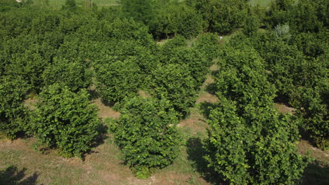 Haselnussobstbäume,-Landwirtschaftliches-Anbaufeld