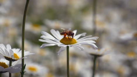 Slow-motion-shot-of-wild-bee-gathering-nectar-of-chamomile-petal-and-flying-away,close-up