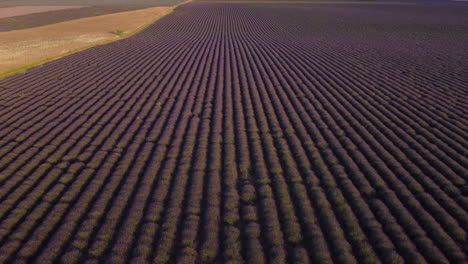 Lavender-field-in-Valensole-aerial-view,-agriculture-cultivation-in-Provence,-France