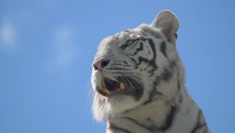 Close-up-shot-of-majestic-white-tiger-with-dangerous-teeth-against-blue-sky---Slow-motion-species-of-bleached-tiger-in-nature