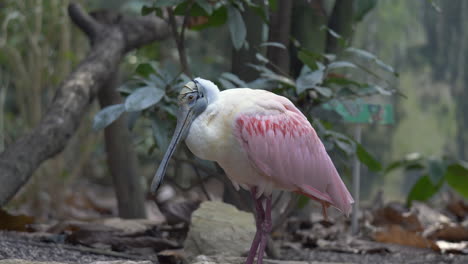 Close-up-shot-of-exotic-Pink-colored-Roseate-Spoonbill-perched-on-branch-in-jungle