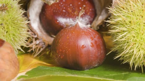 Spanish-Chestnut-in-display,-hedgehog-shells-and-fruit---Fall-season-food