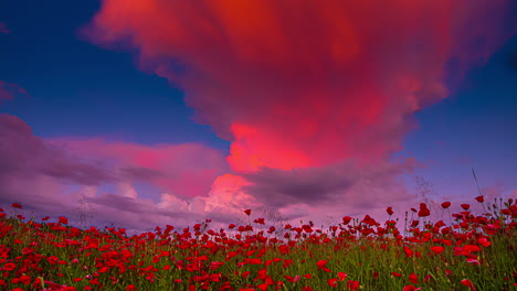 Dramatic-purple-pink-clouds-flying-on-blue-sky-during-sunset-time-over-Red-colored-Tulip-Flower-Field---5K-Timelapse-shot
