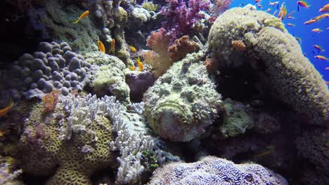 Real-stone-fish-close-up,-lying-on-colorful-coral-reef-in-the-Red-Sea
