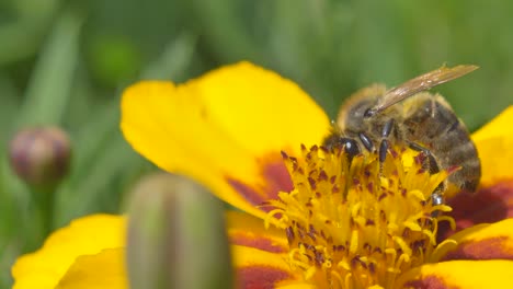 Macro-shot-of-wild-Bee-Worker-Collecting-Nectar-of-Petal-in-Sunlight-in-Spring