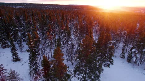 Brennender-Sonnenuntergang-über-Der-Winterwaldlandschaft