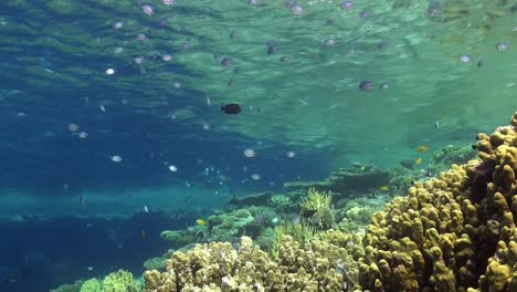 Arrecife-De-Coral-Poco-Profundo-Con-Peces-Ree-Y-Corales-Duros-En-El-Mar-Rojo
