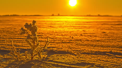 Time-lapse-shot-golden-sunrise-lighting-on-snowy-and-frosty-field-in-Nature---Snowcapped-Plant-waving-in-wind