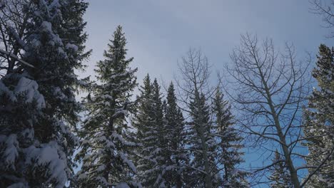 Schneebedeckte-Kiefern-In-Einem-Winterwald