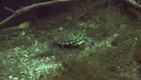 Freshwater-Turtle-walking-over-ground-in-Cave-system-cenotes-in-Yucatan-Mexico