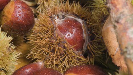 Extreme-close-up-autumn-season-fruit-Chestnut-and-Hedgehogs---panning-shot