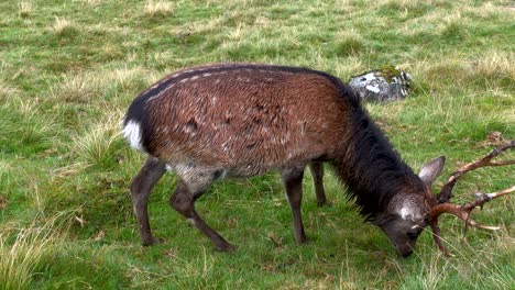 Ciervos-Machos-Adultos-Con-Cuernos-Pastando-En-La-Hierba-En-El-Parque-Nacional-De-Wicklow-En-Irlanda---Cámara-Lenta-De-Cerca