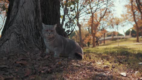 Eine-Süße-Katze-Sitzt-Neben-Einem-Baum-Und-Beobachtet-Alles-Im-Park,-Grande-Mottes,-Frankreich